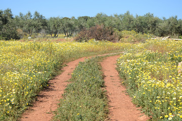 Fototapeta na wymiar Weg auf einer Blumenwiese auf Kreta