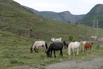 Horses on the outskirts of the village Aktash in the Altai Republic