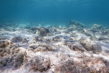 Sunbeams underwater rocks and pebbles on the seabed swimming fish