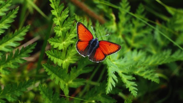 Purple-edged Copper Butterfly in the French Alps