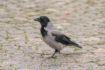 Hooded crow