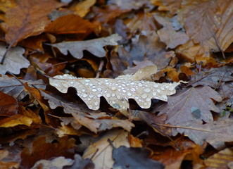 Ein Ahornblatt im Herbstlaub mit Regentropfen