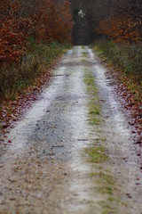 Ein langer Waldweg zum wandern und laufen