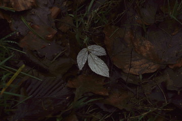 Ein Blatt im Herbst mit Regentropfen auf Laub