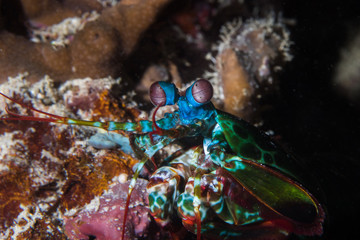 Close up of a Peacock Mantis Shrimp (Odontodactylus Scyllarus) facing the camera.