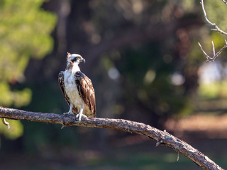 A lone Osprey perches high in a pine tree
