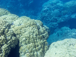 Fototapeta premium Colorful coral reef at the bottom of tropical sea, underwater landscape