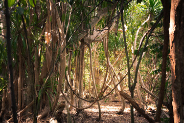 Jungle in Thailand - scenic view on a clearing in an evergreen forest with lianas on Ko Kham island. © Jelena
