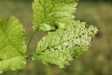 Septoria Leaf Spot on green leaf of Chaerophyllum aromaticum or Broad-Leaved Chervil