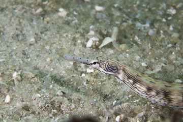 Close up of a Scribbled Pipefish (Corythoichthys) laying on the ocean floor.