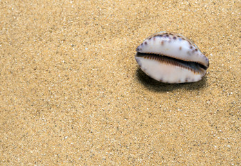 Dried Monetaria moneta shell on the sand