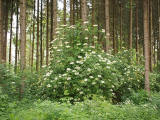 Heilkraut - Holunderstrauch blüht im Fichtenwald