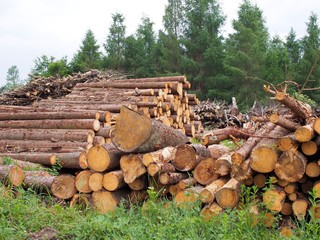 Lagerplatz - gerodete Baumstämme trocknen im Wald
