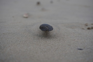 Muschel, Wind als Monument Valley