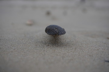 Muschel, Wind als Monument Valley