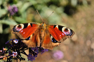 Schmetterlinge Deutschlands - Tagpfauenauge