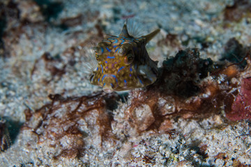 A close up of a Thornspine Cowfish - Backspine Cowfish (Lactoria Fornasini). Brown color body with blue pattern and spine protruding from its back. 