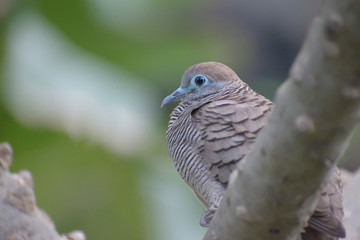 Dove waiting for her