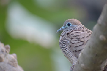 Dove waiting for her