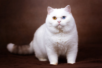 BKH Britisch Kurzhaar Katze Kater Odd eyed