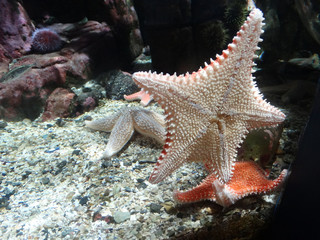 Seesterne im Aquarium