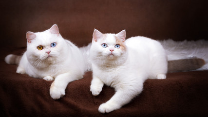 BKH Katze blue eyes und Kater in Odd eyed