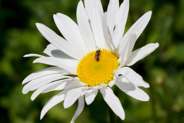 Obraz premium Small insect is sitting on beautiful chamomile in the spring garden.