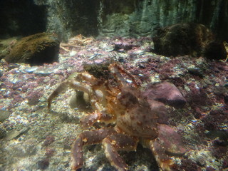 Fototapeta na wymiar Krabbe im Aquarium
