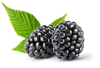 Isolated berry. Two whole fresh blackberry fruit with leaves isolated on white background, clipping path