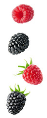 Isolated flying berries. Blackberry and raspberry fruits isolated on white background with clipping path