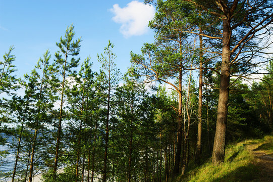 Scots or Scotch pine Pinus sylvestris trees growing on dunes by the Baltic sea. Stegna, Pomerania, Poland.