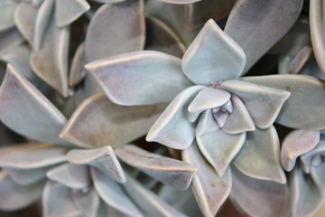 fat plant planted in a pot