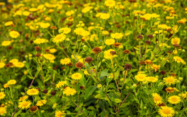 Obraz premium Budding, yellow flowering and overblown common fleabane plants in summertime