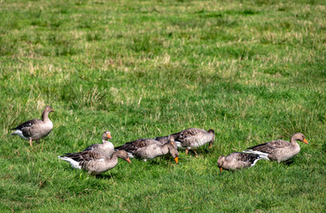 Ducks