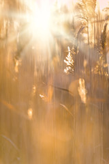Common reeds (Phragmites australis) in autumn