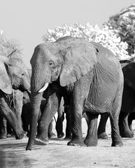 Black and white image of a large African Elephant at a waterhole in Hwange National Park, Zimbabwe