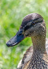 Ducks