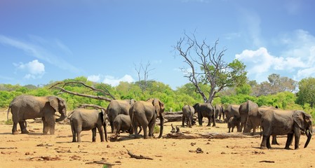 Panoramic view of a herd of elephants relaxing and dusting themselves on the dry arid African Plains in Hwange National Park, Zimbabwe