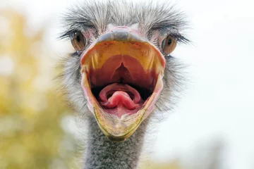 Foto op Plexiglas Boze struisvogel close-up portret, close-up struisvogel hoofd (struthio camelus) © allexxandarx