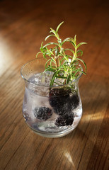 Gin Cocktail 4