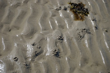 Sand and Seaweed