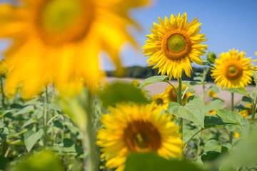 Sonnenblumen im Sommer in bester Blüte