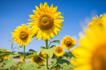 Sonnenblumen im Sommer in bester Blüte