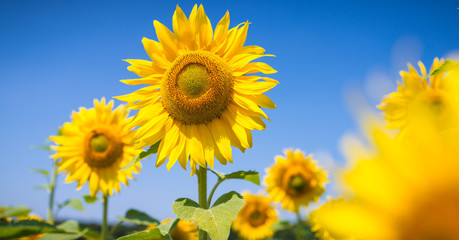 Sonnenblumen im Sommer in bester Blüte