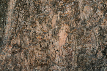 dry old tree bark texture background