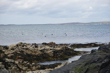 Seals off the Coast 3