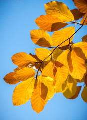 Herbstlaub in stimmungsvollem Gegenlicht