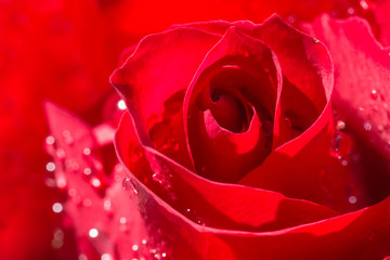 Red rose with water droplets macro shot