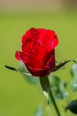 Red rose on green background.