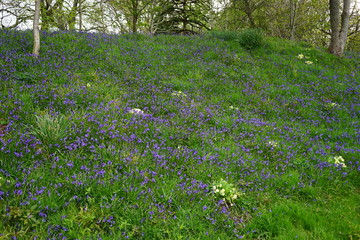 Spring Flowers 2